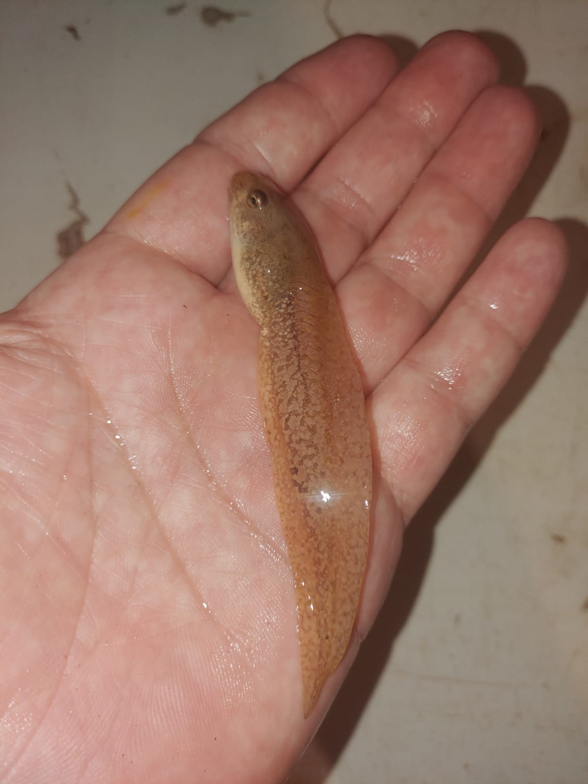 Renacuajo en desarrollo avanzado