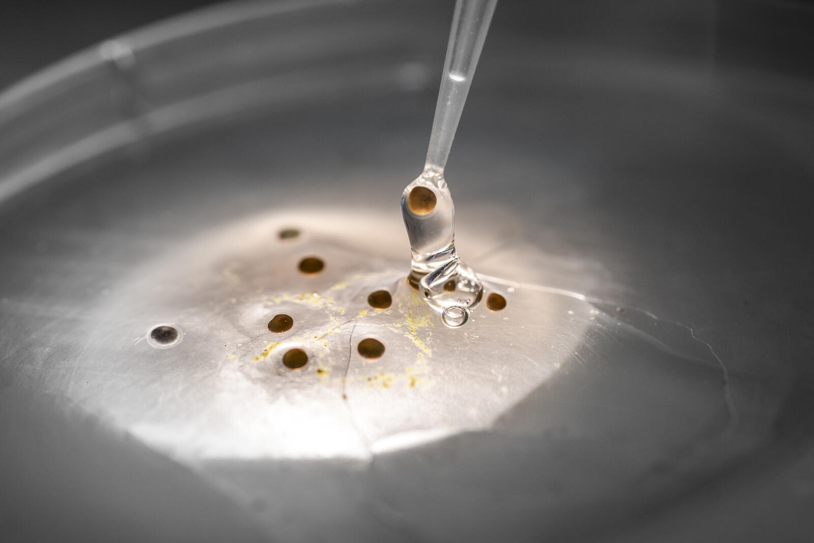 Webinar IA en Ranicultura